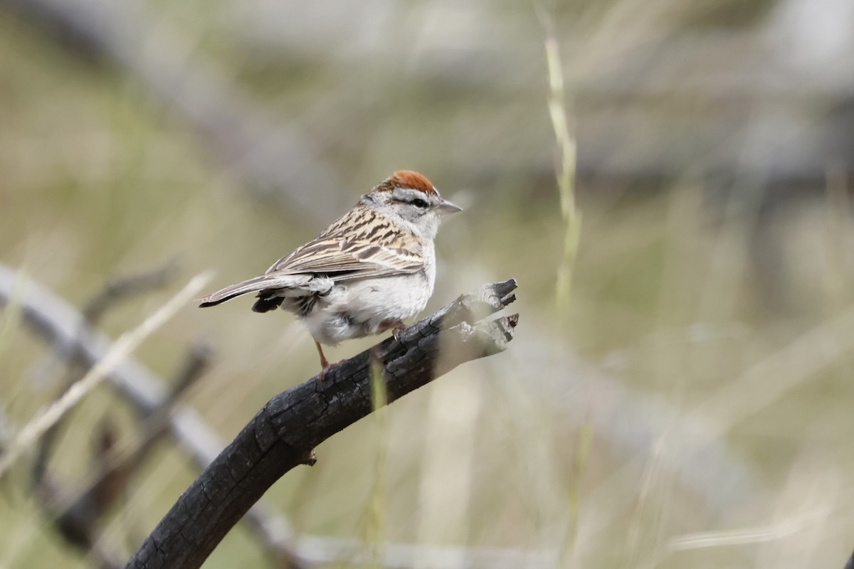 Chipping Sparrow - ML620576988