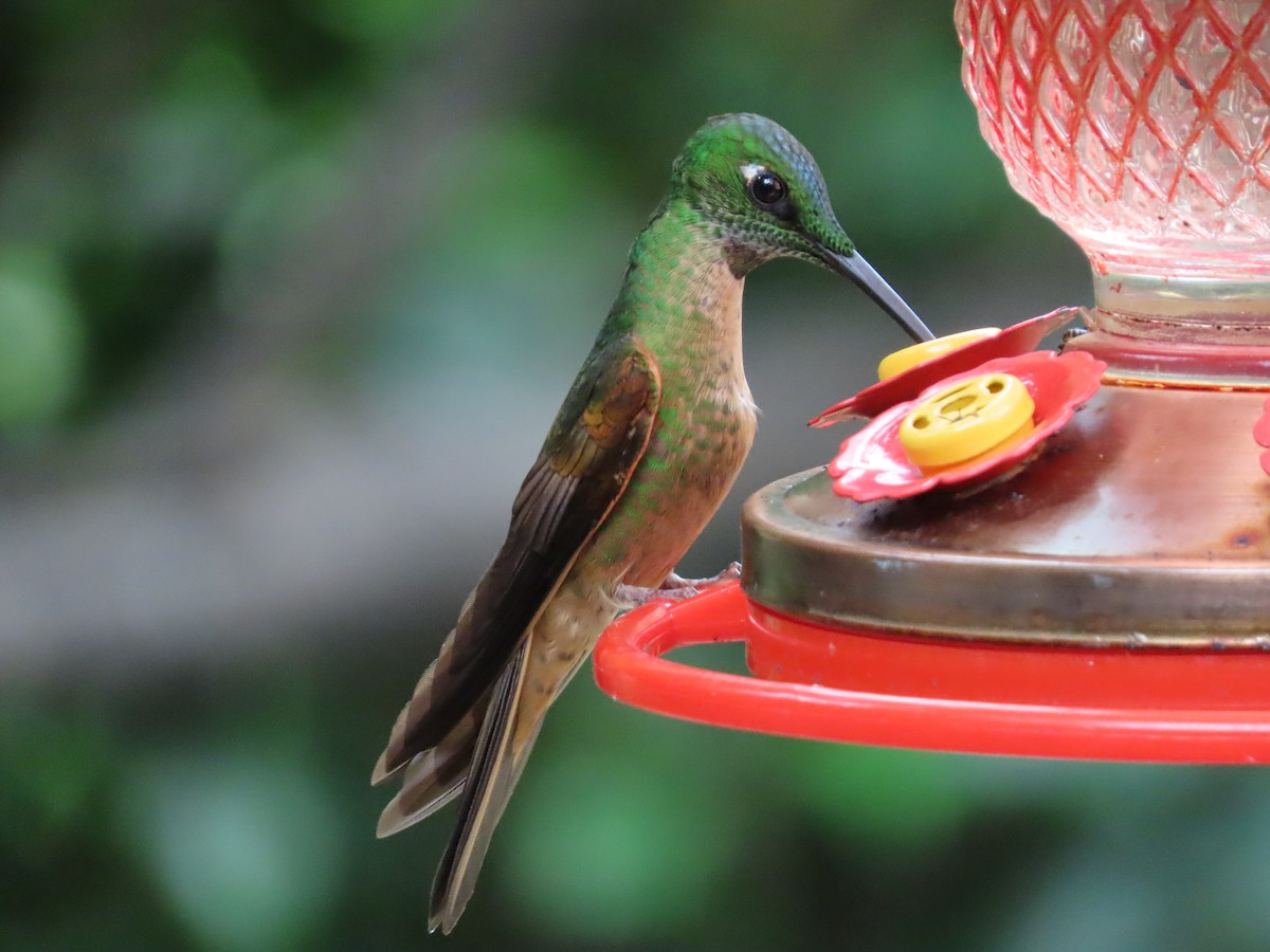 kolibřík hnědobřichý - ML620576999