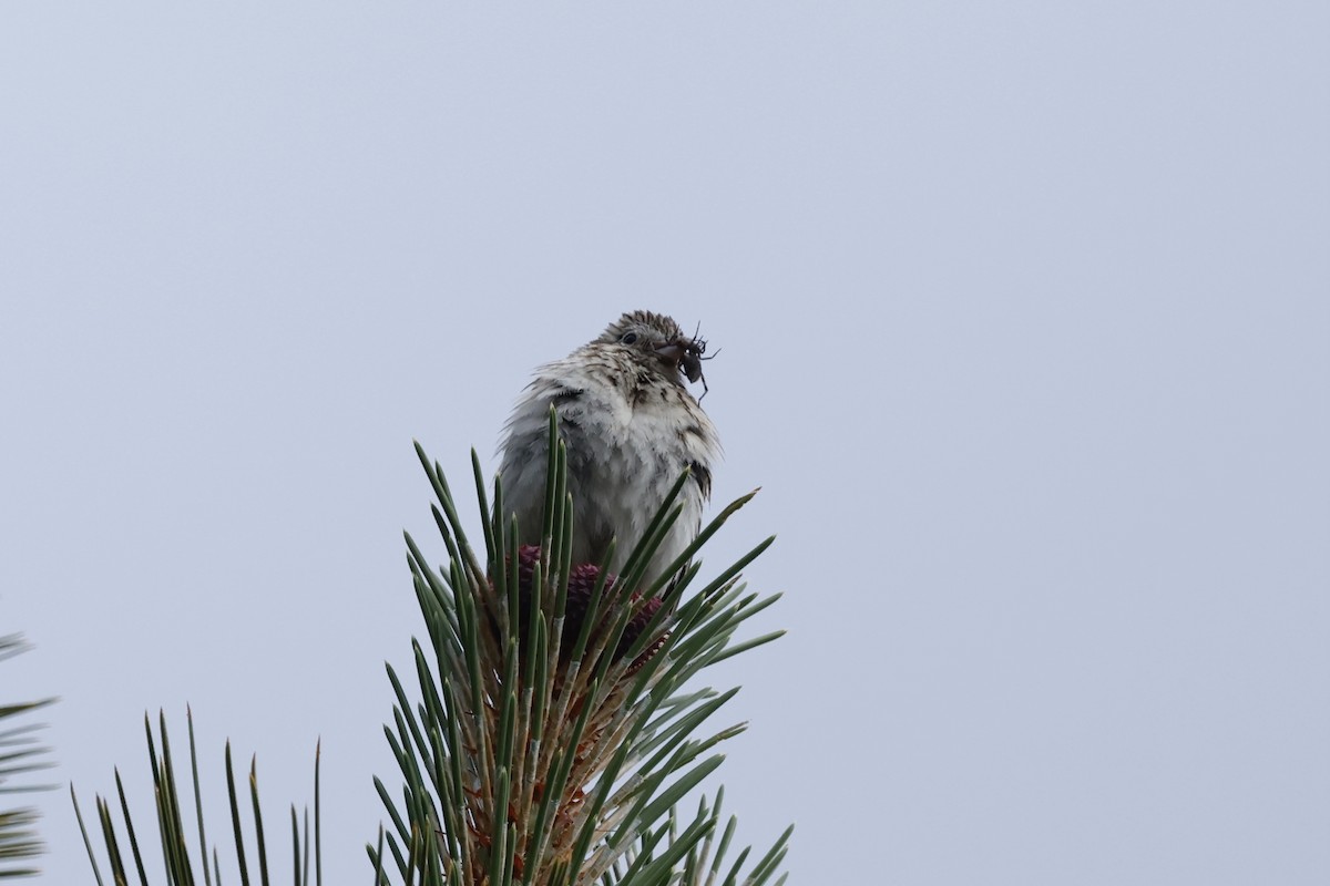 Vesper Sparrow - ML620577005