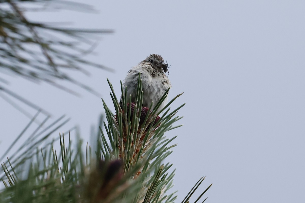 Vesper Sparrow - ML620577006