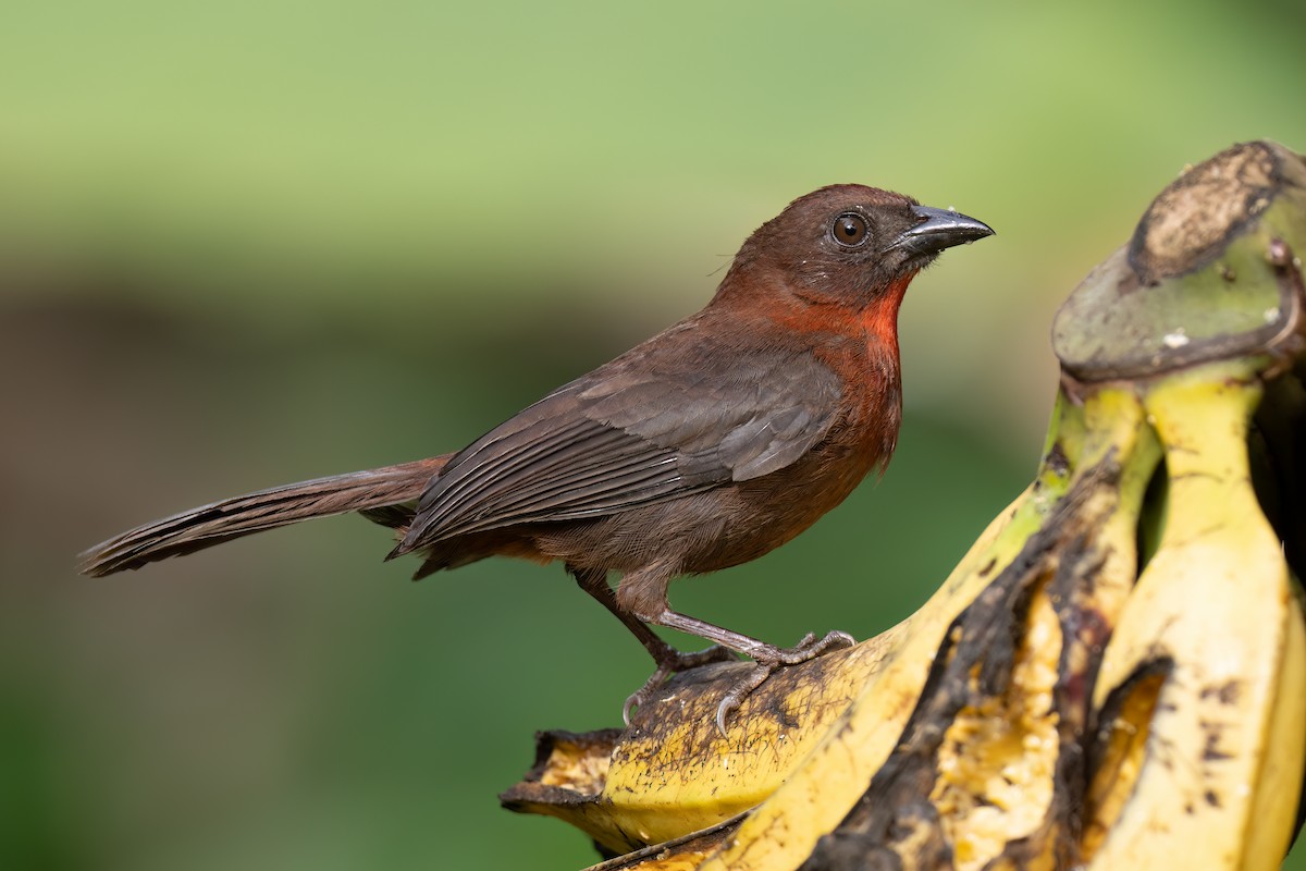 Red-throated Ant-Tanager - ML620577007
