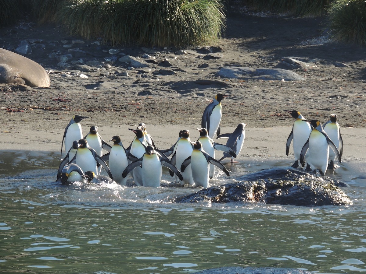 オウサマペンギン - ML620577052