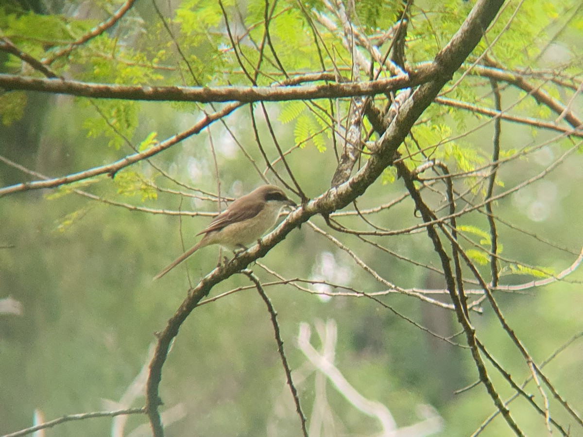 Brown Shrike - ML620577055