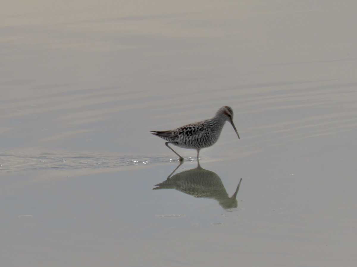 Bindenstrandläufer - ML620577057