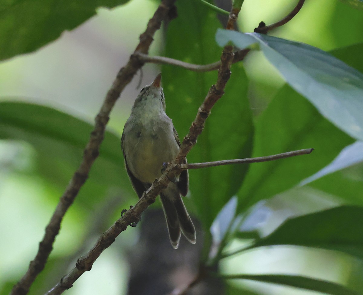 Seychelles Warbler - Nikos Mavris
