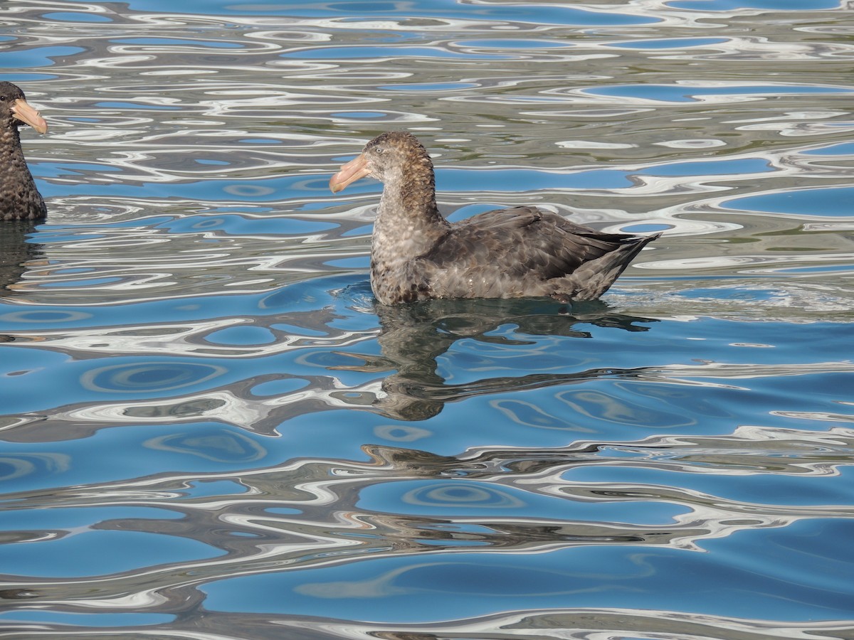 Northern Giant-Petrel - Peter Hopkin