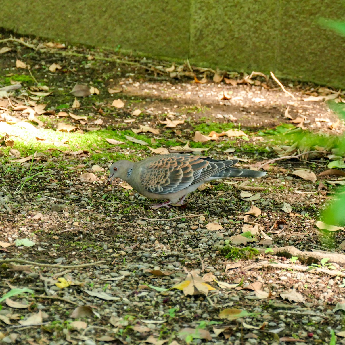 Oriental Turtle-Dove - ML620577065