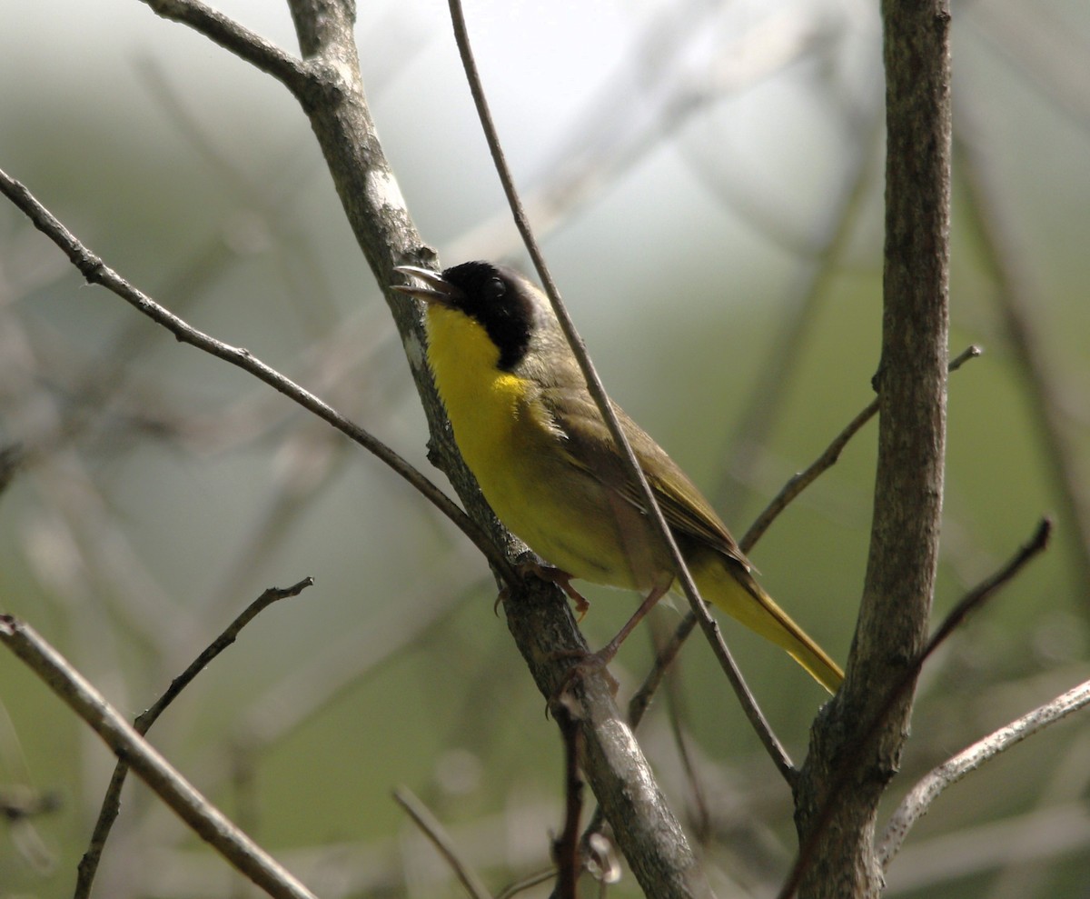 Common Yellowthroat - ML620577066