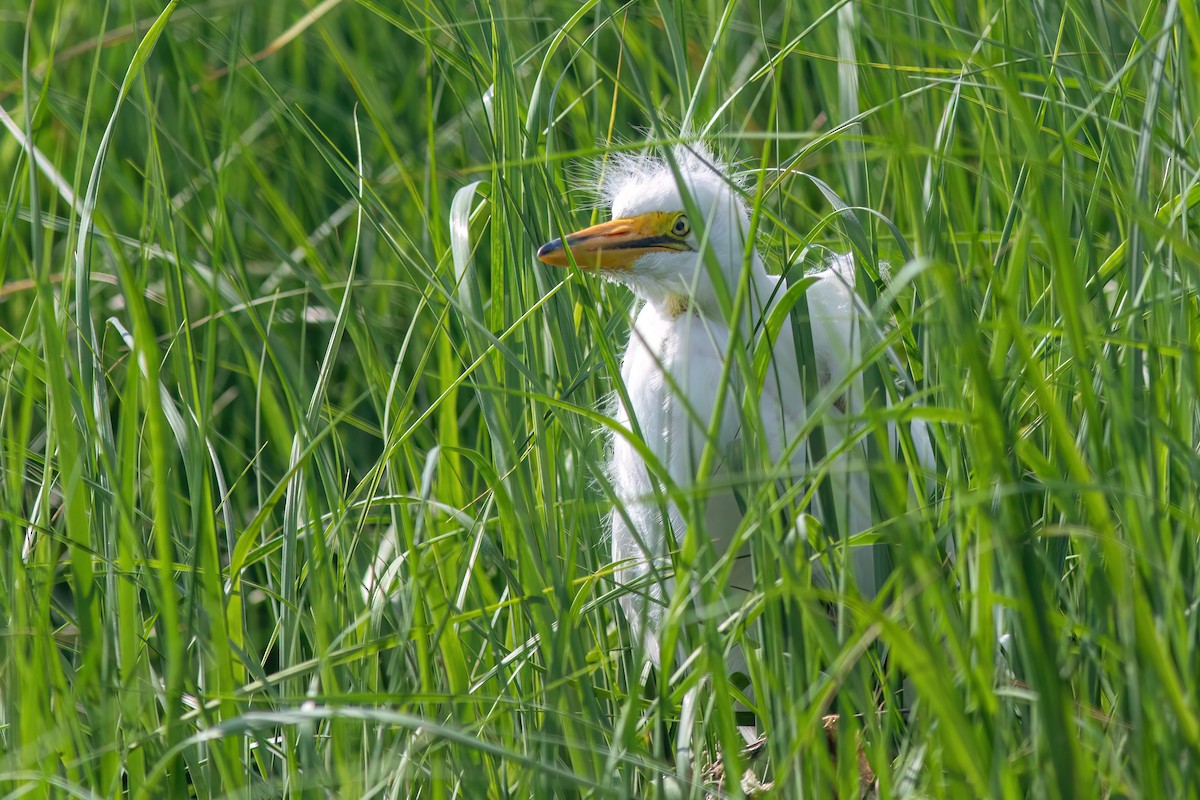 Great Egret - ML620577070