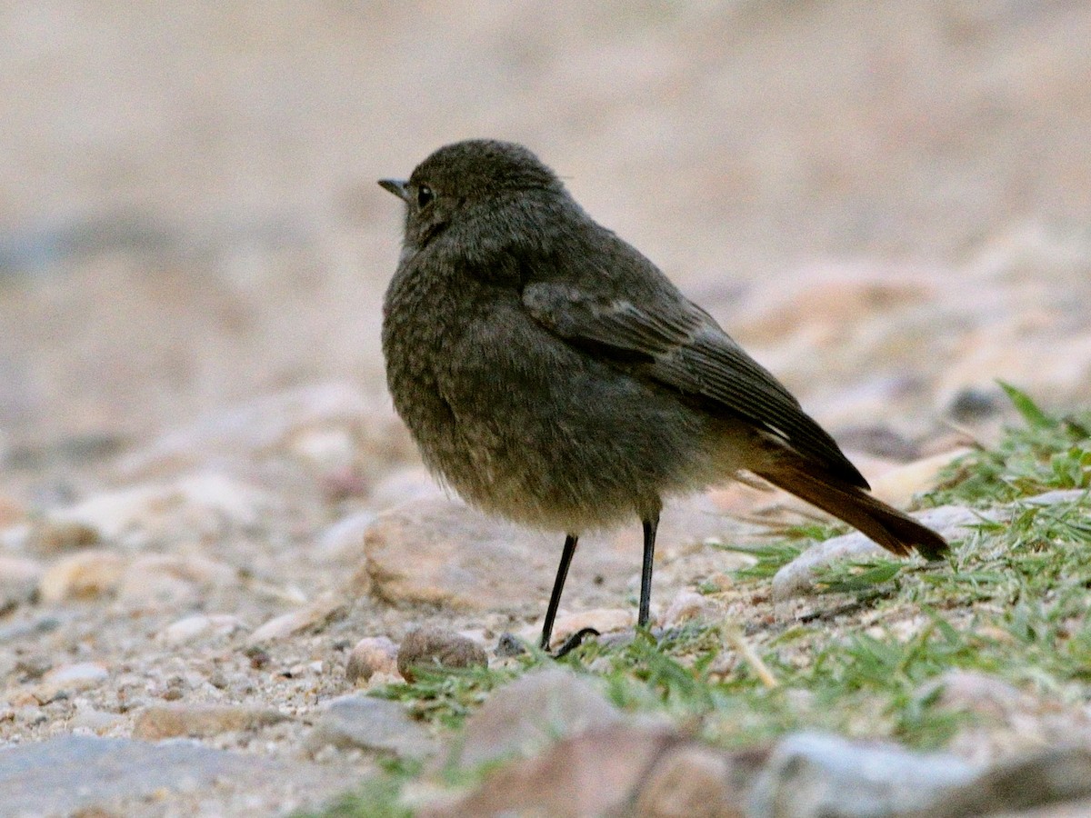 Black Redstart - ML620577077