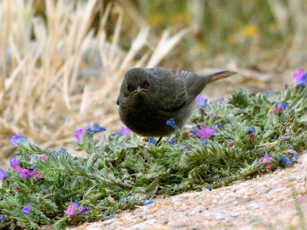 Black Redstart - ML620577078