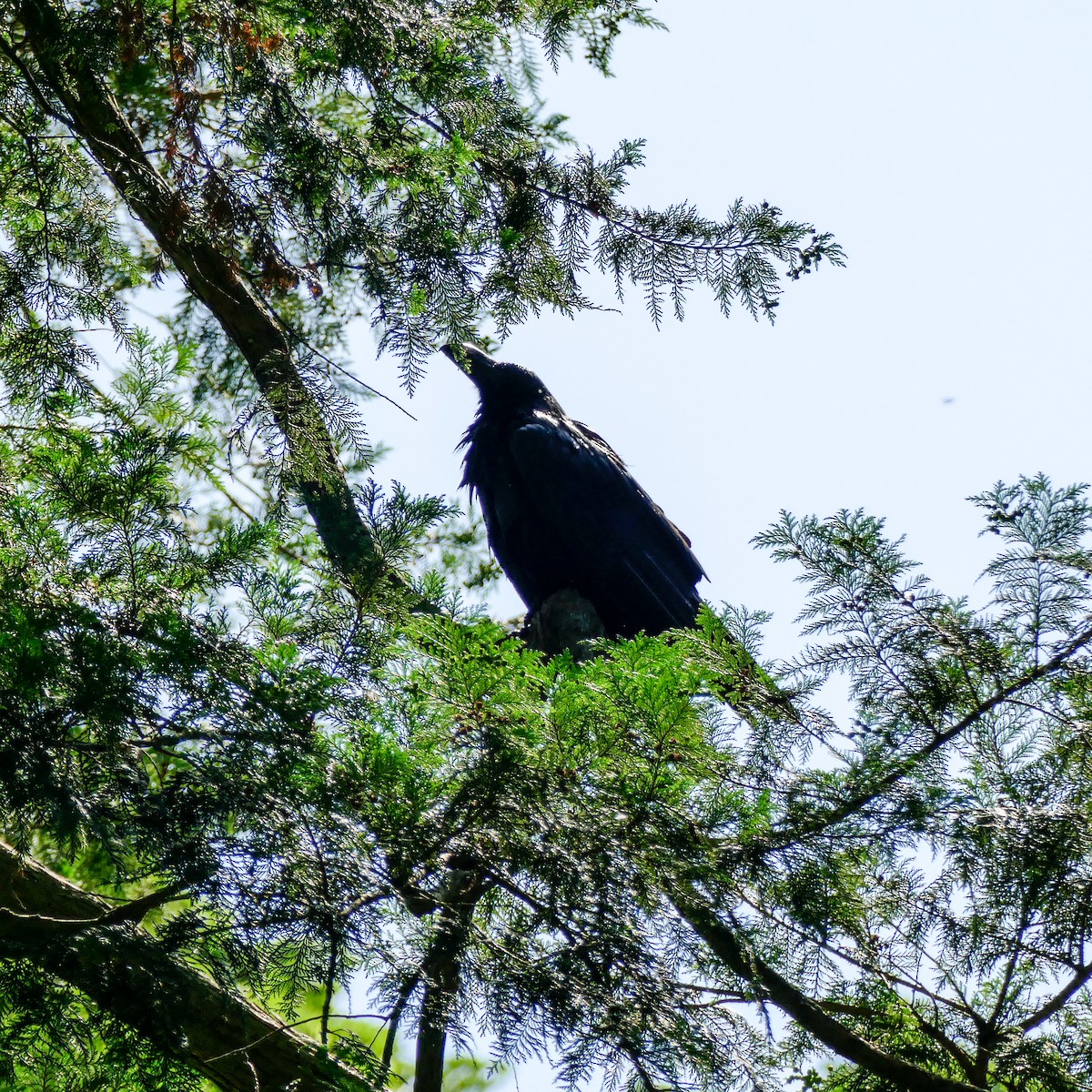 Large-billed Crow (Large-billed) - ML620577079