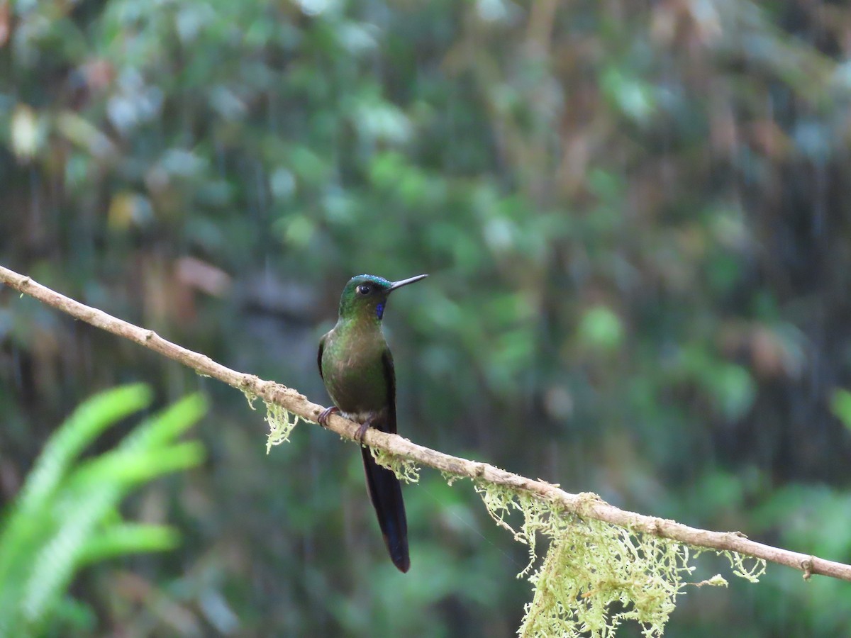 Violet-tailed Sylph - ML620577105
