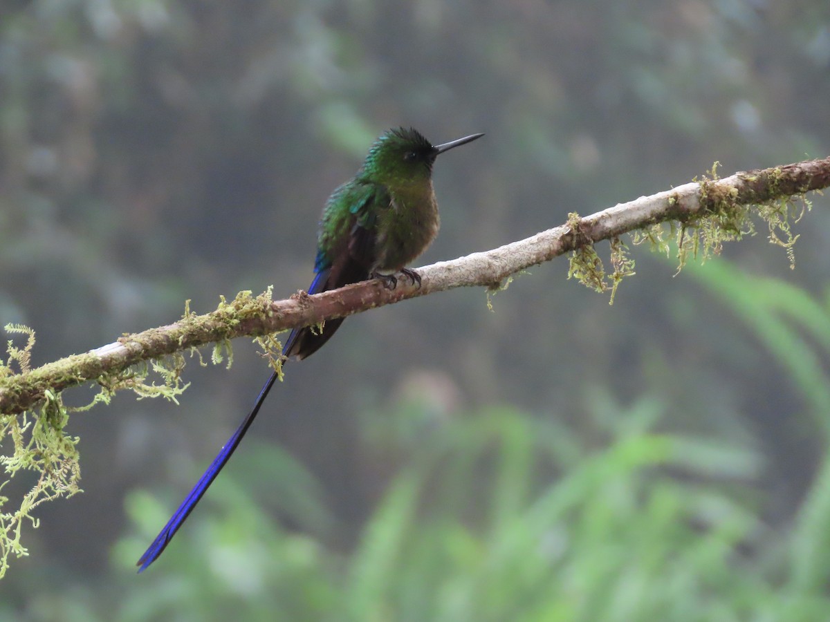 Violet-tailed Sylph - ML620577106