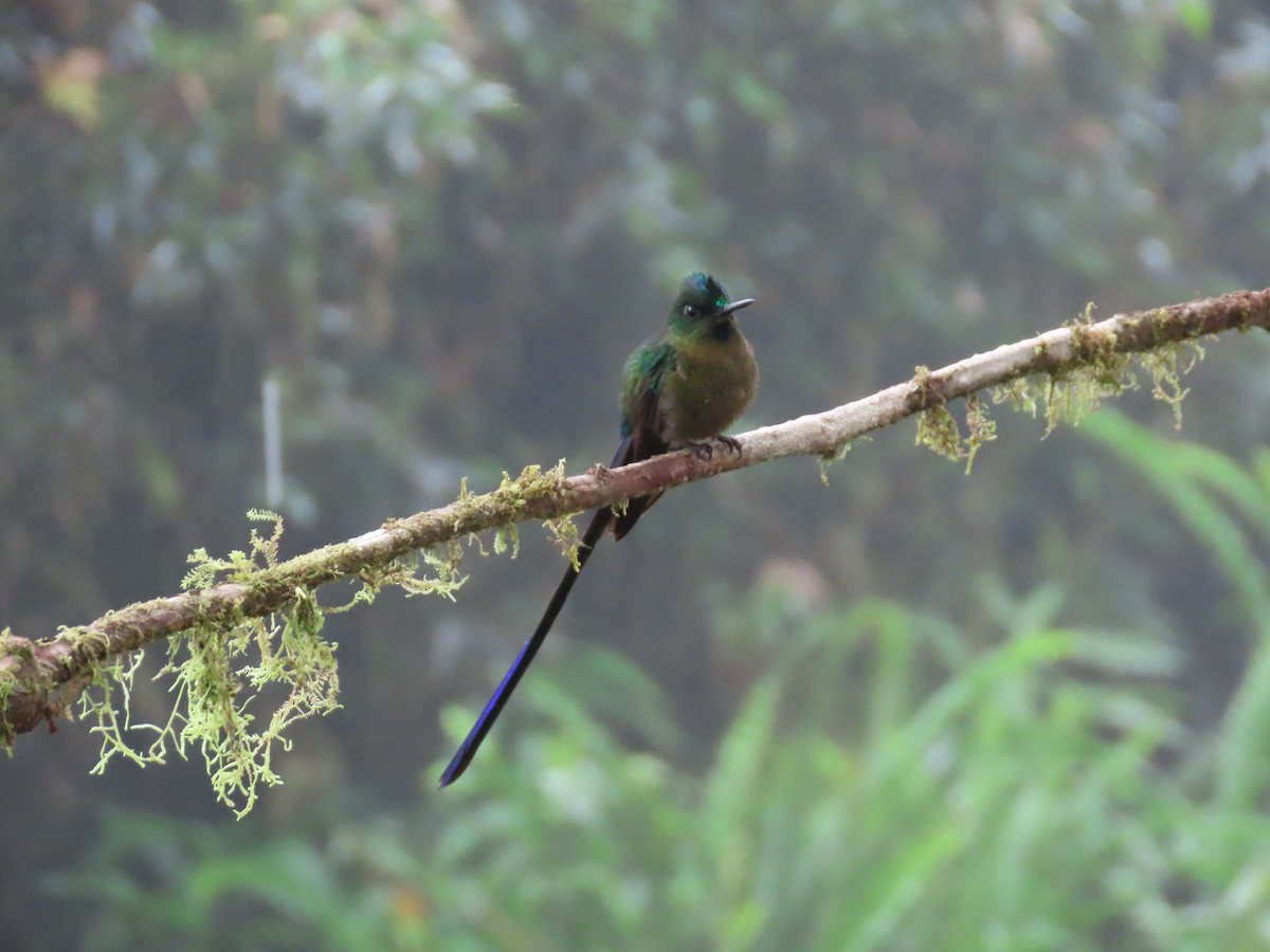Violet-tailed Sylph - ML620577107