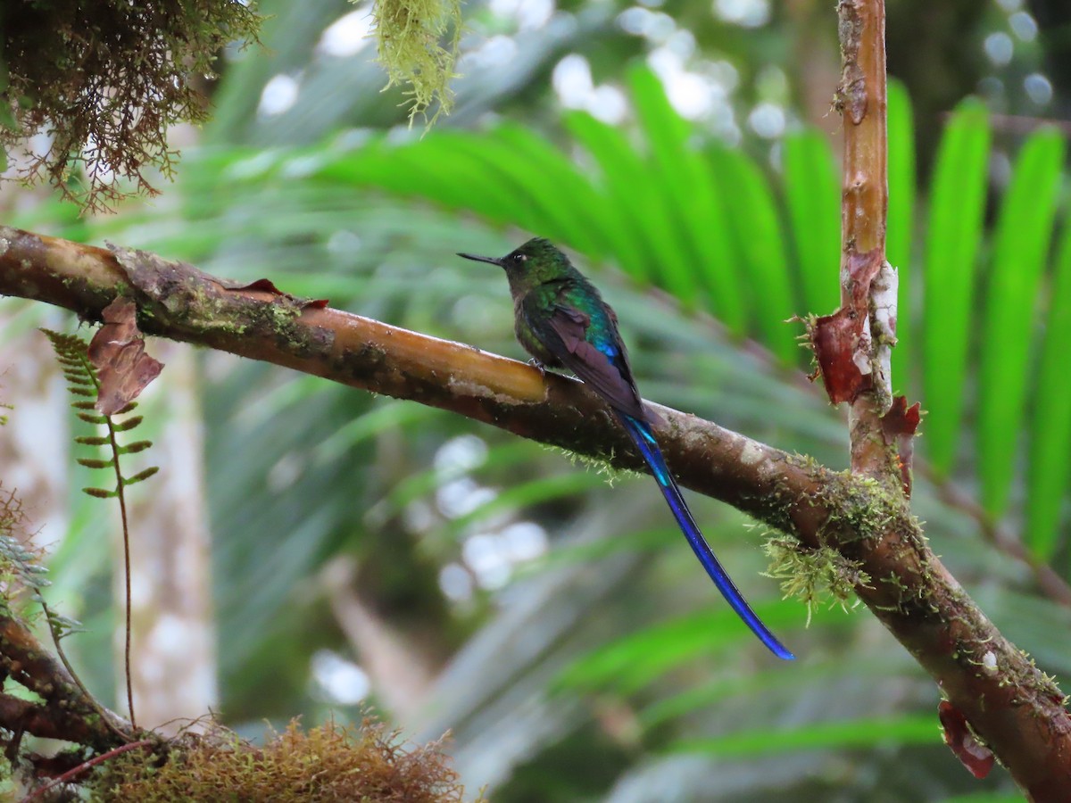Violet-tailed Sylph - ML620577108