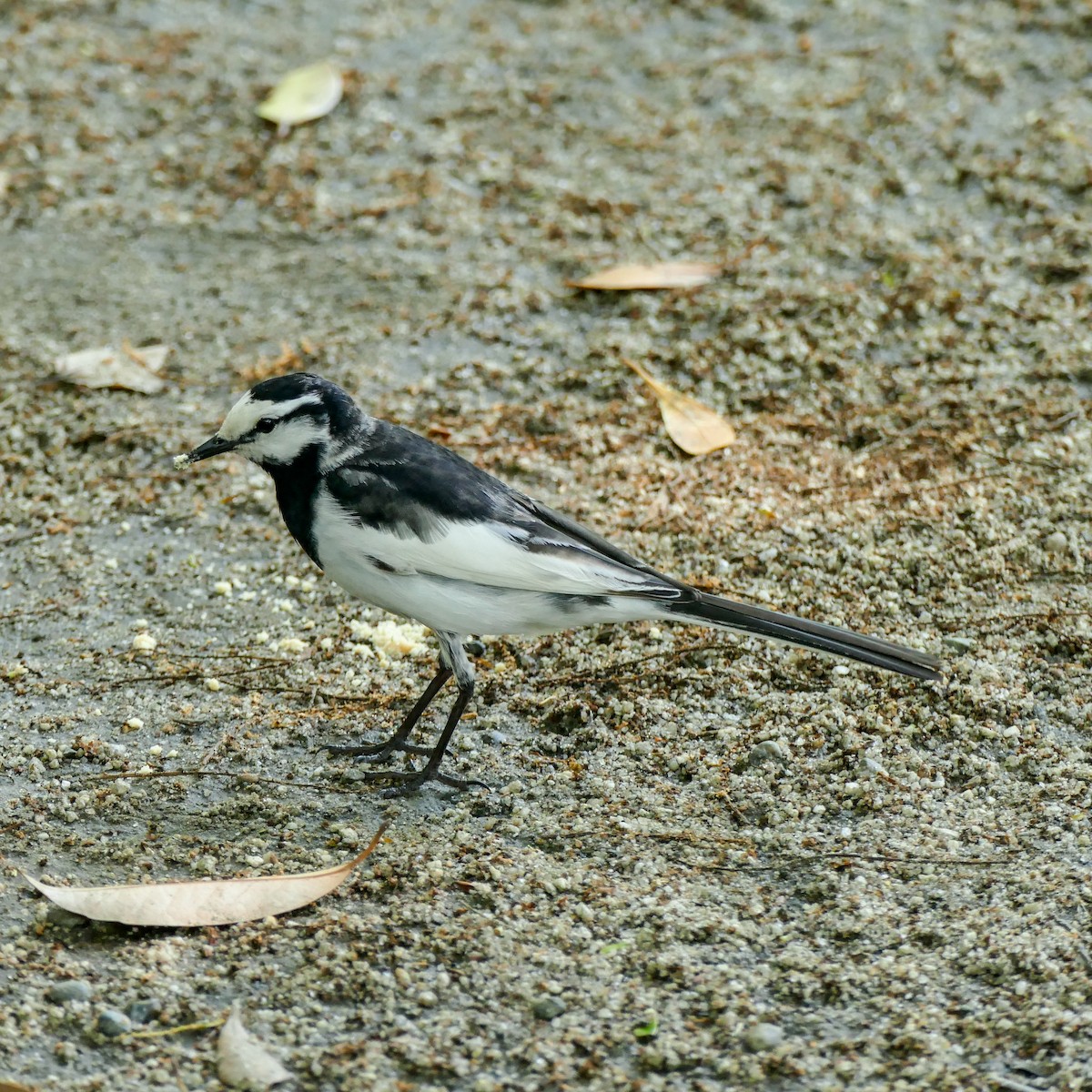 White Wagtail (Black-backed) - ML620577112