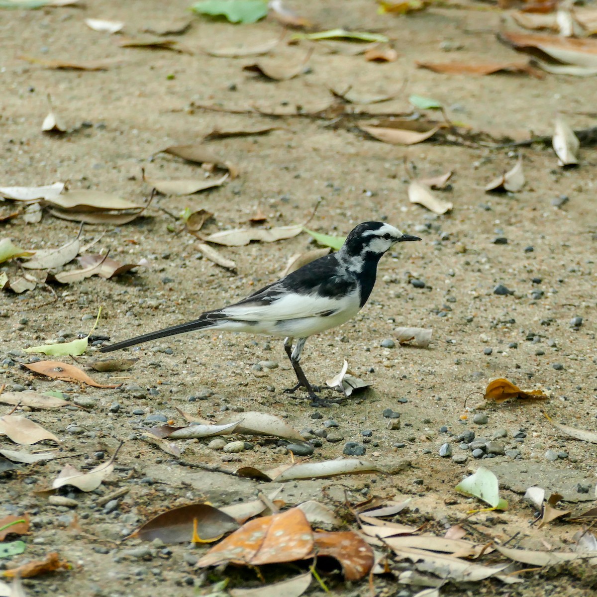 White Wagtail (Black-backed) - ML620577113