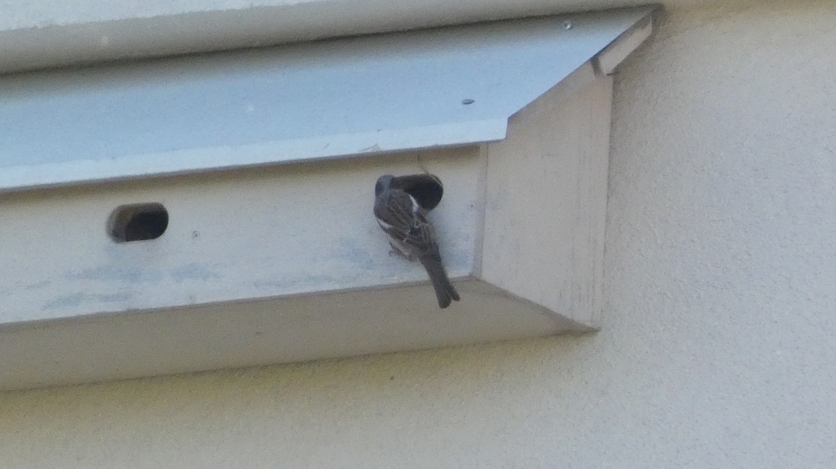 House Sparrow - ML620577115
