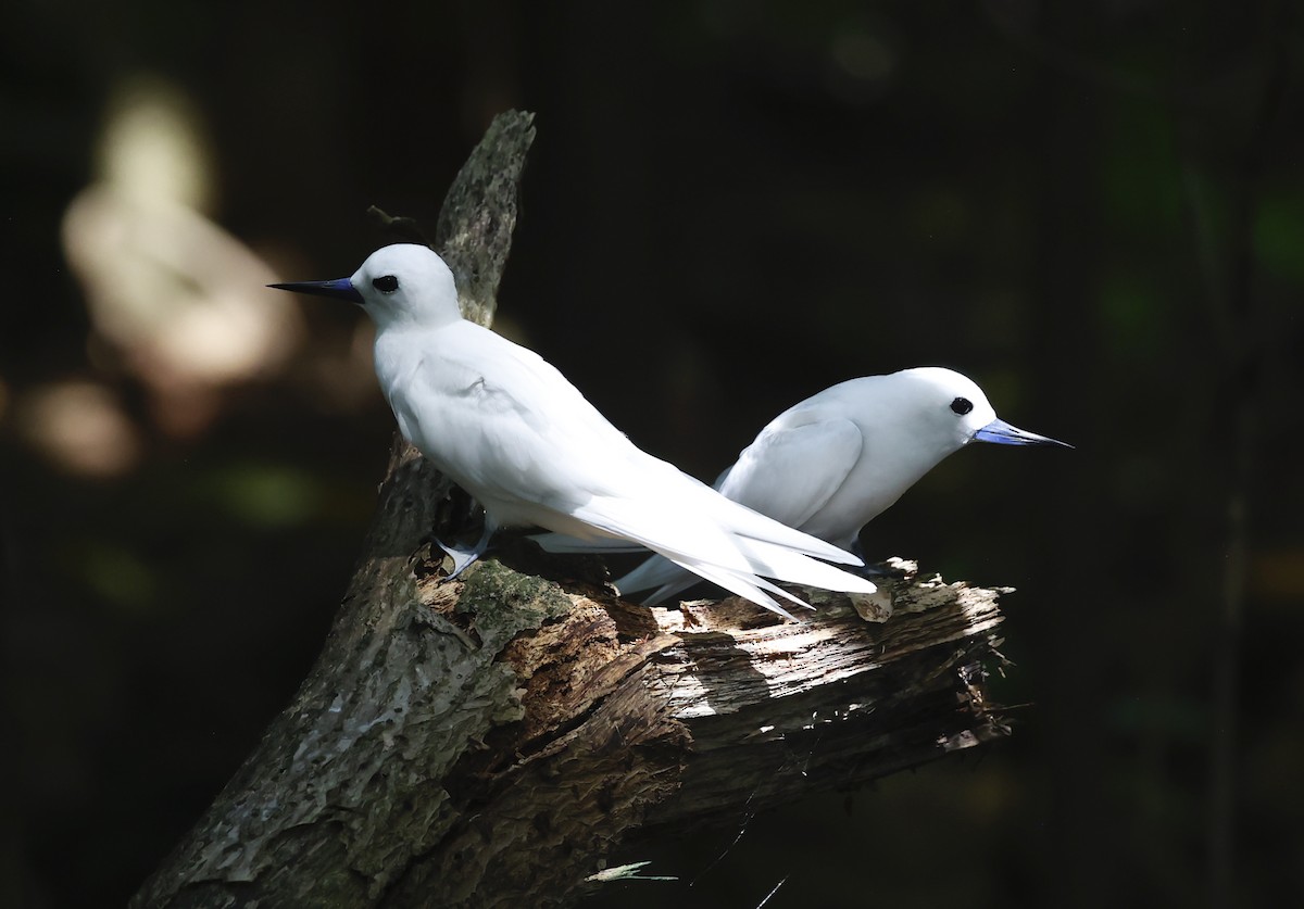 White Tern - ML620577117