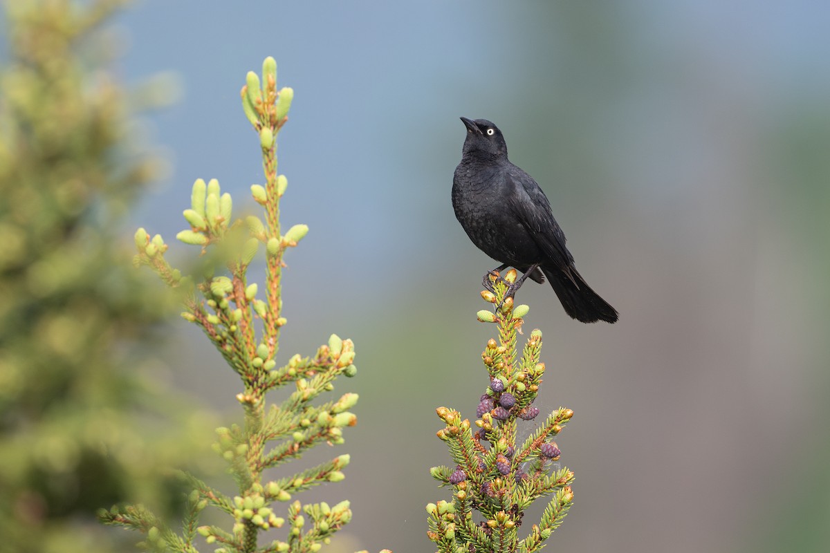 Rusty Blackbird - David Turgeon