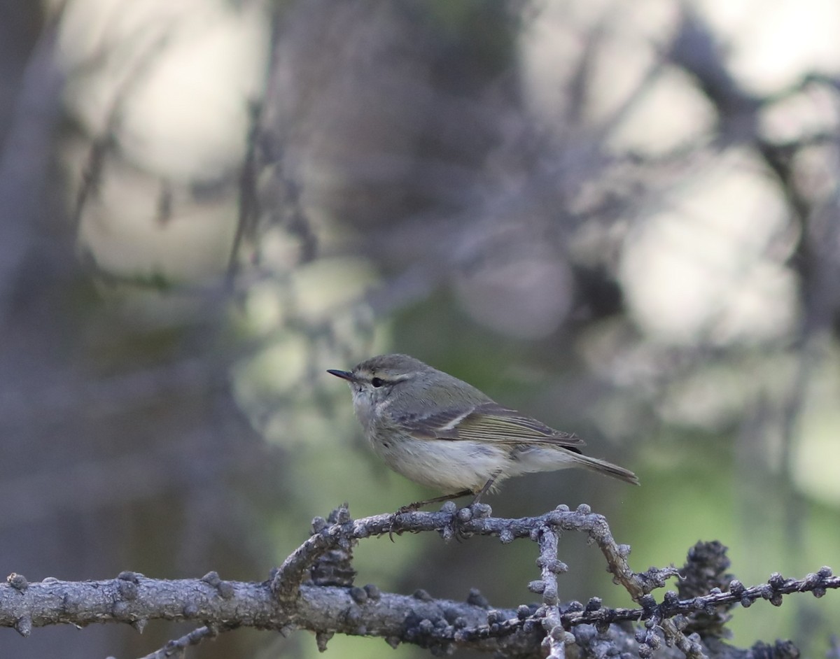 Hume's Warbler - ML620577125