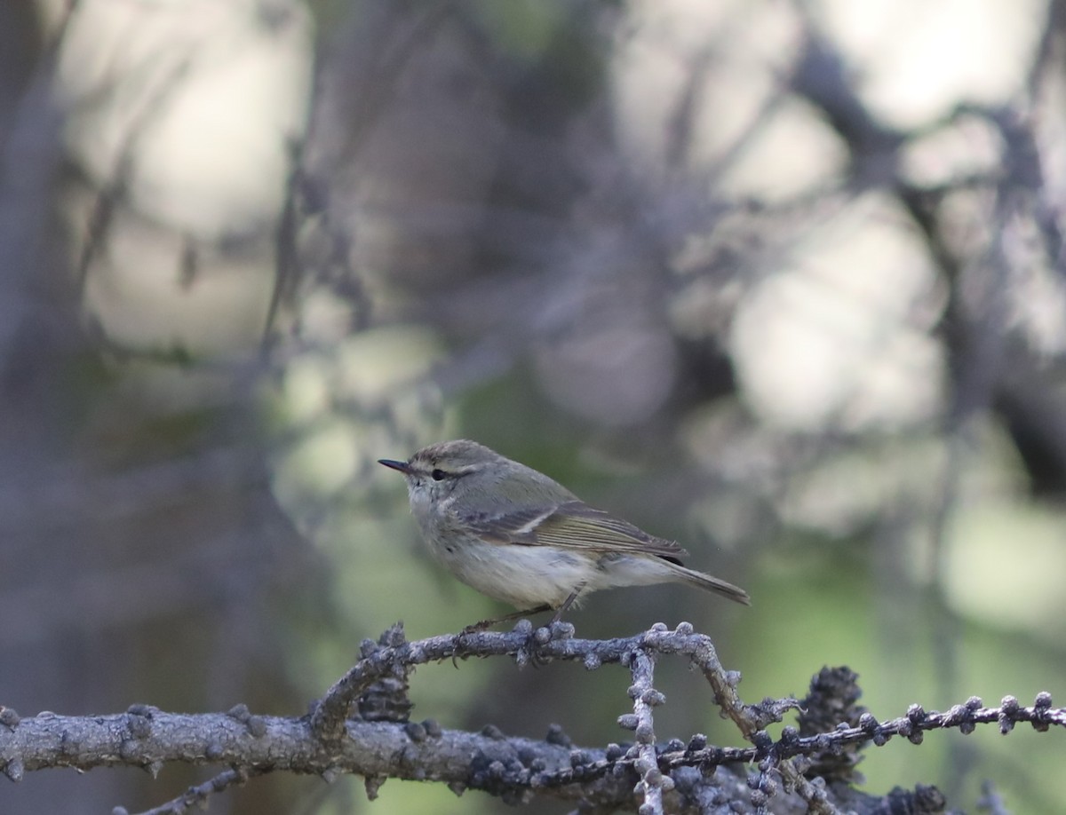 Hume's Warbler - ML620577126