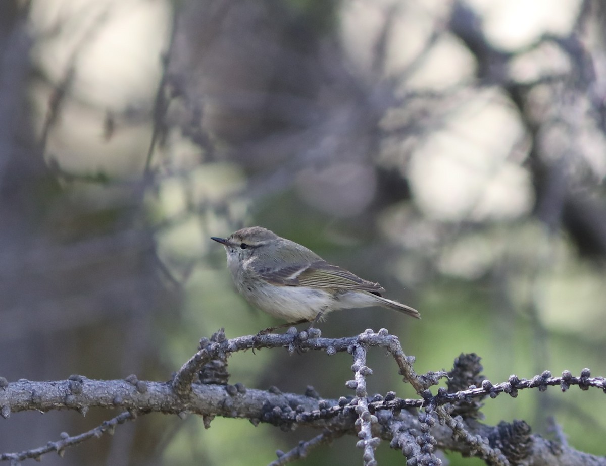 Hume's Warbler - ML620577127