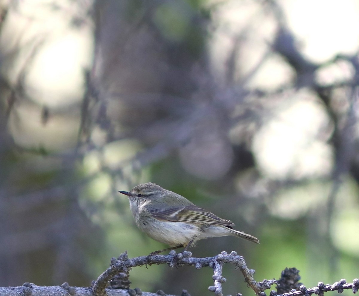 Hume's Warbler - ML620577128