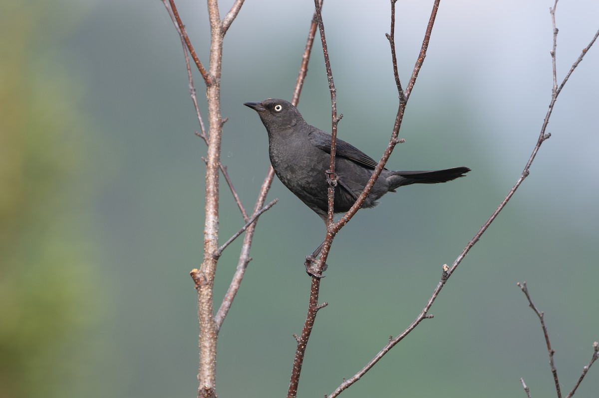 Rusty Blackbird - David Turgeon