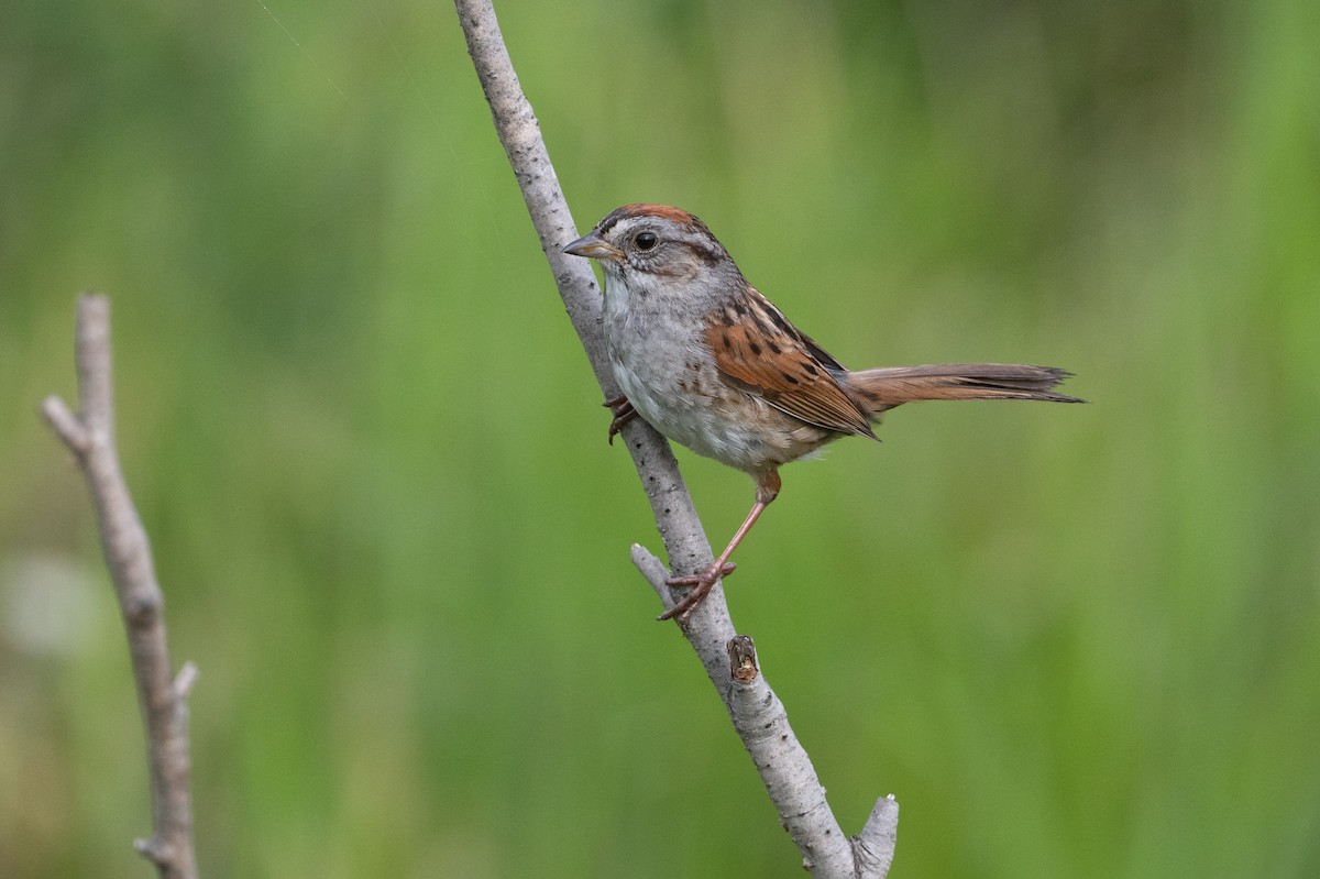 Swamp Sparrow - ML620577154