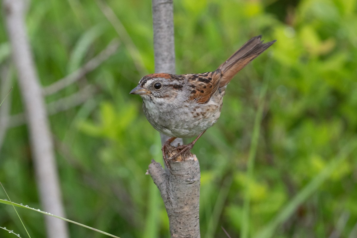 Swamp Sparrow - ML620577157