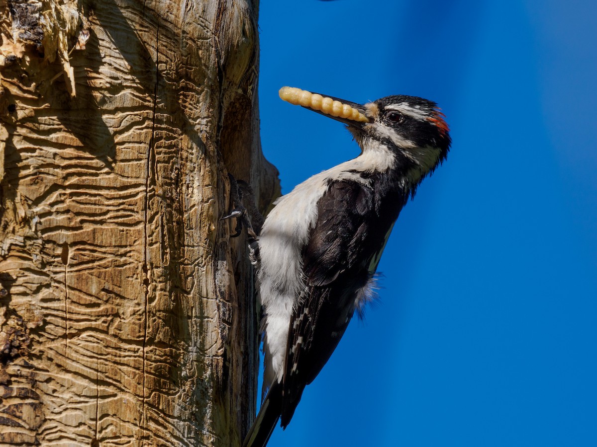 Hairy Woodpecker - ML620577158