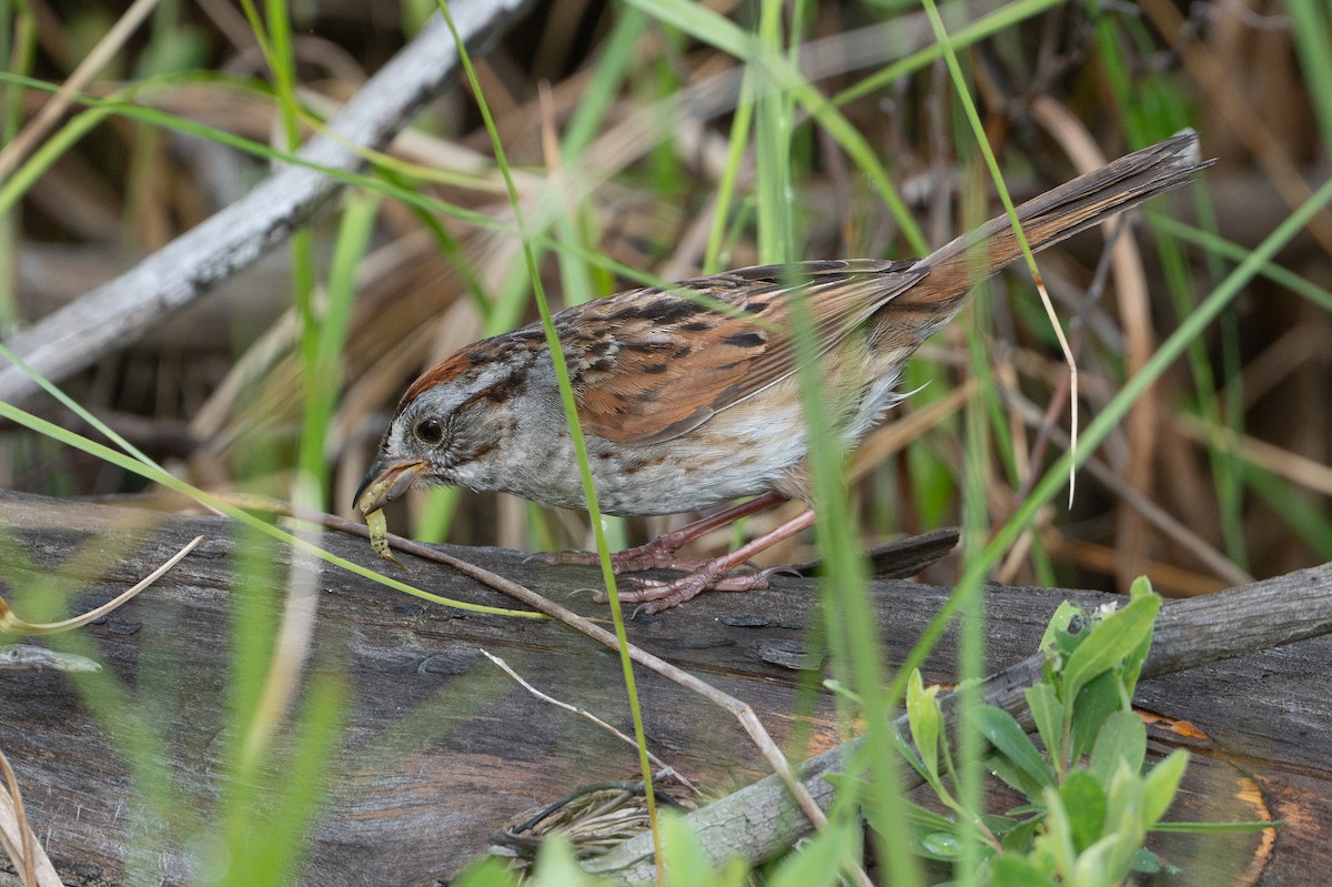 Swamp Sparrow - ML620577159