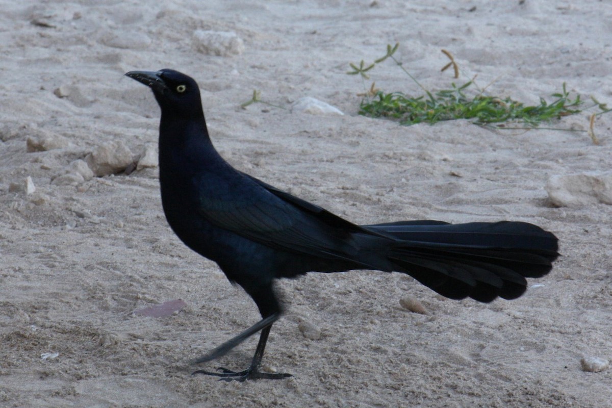 Great-tailed Grackle - ML620577173