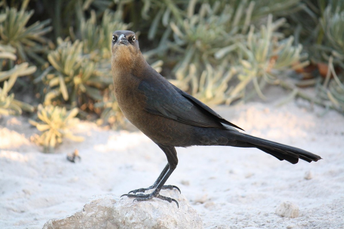 Great-tailed Grackle - ML620577174