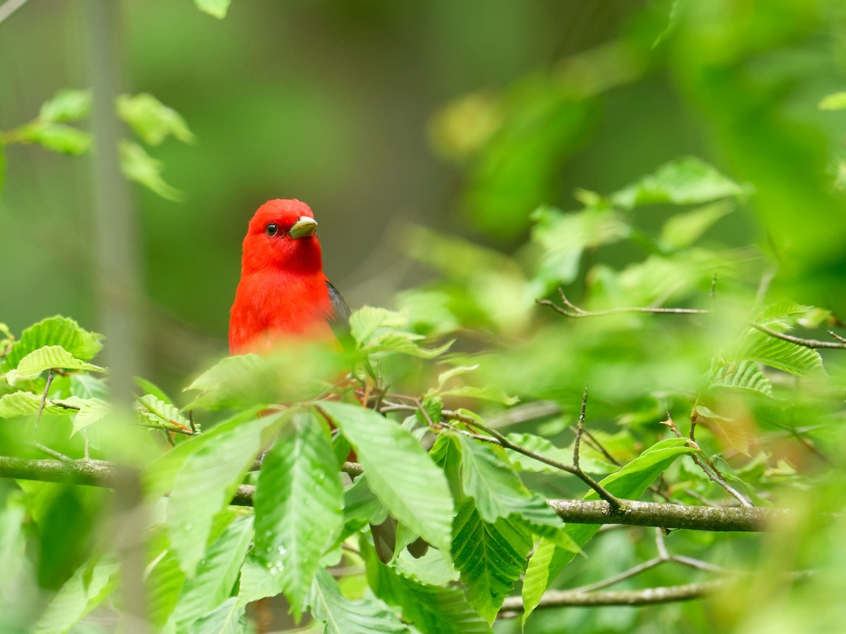 Scarlet Tanager - ML620577178