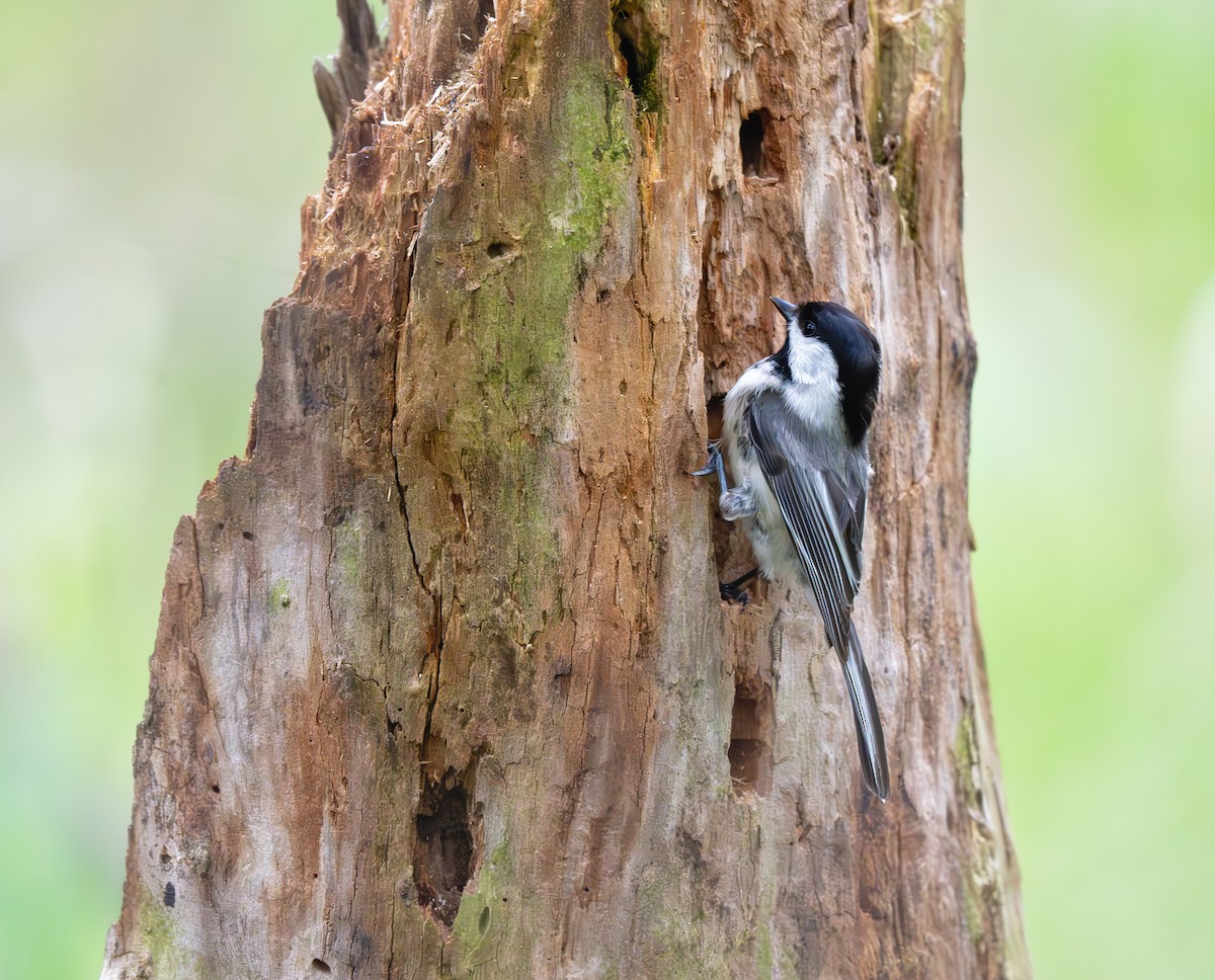 Black-capped Chickadee - Karen Szafrajda