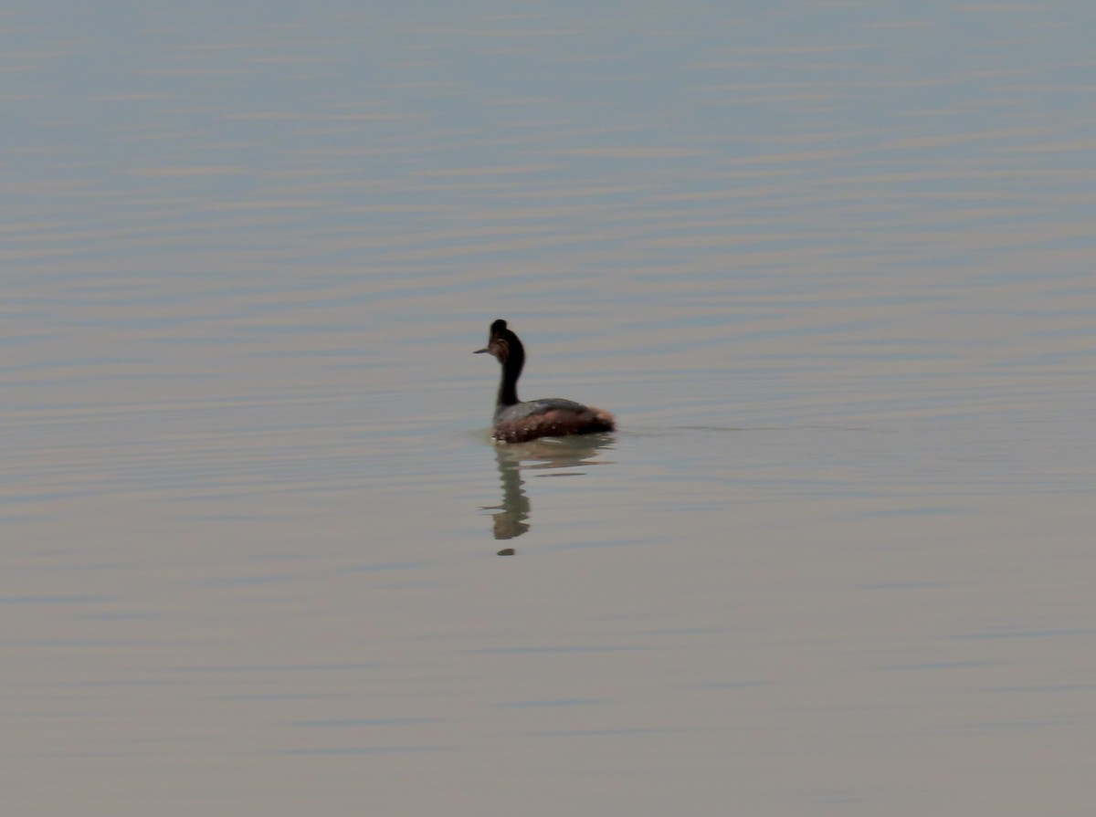 Eared Grebe - ML620577183