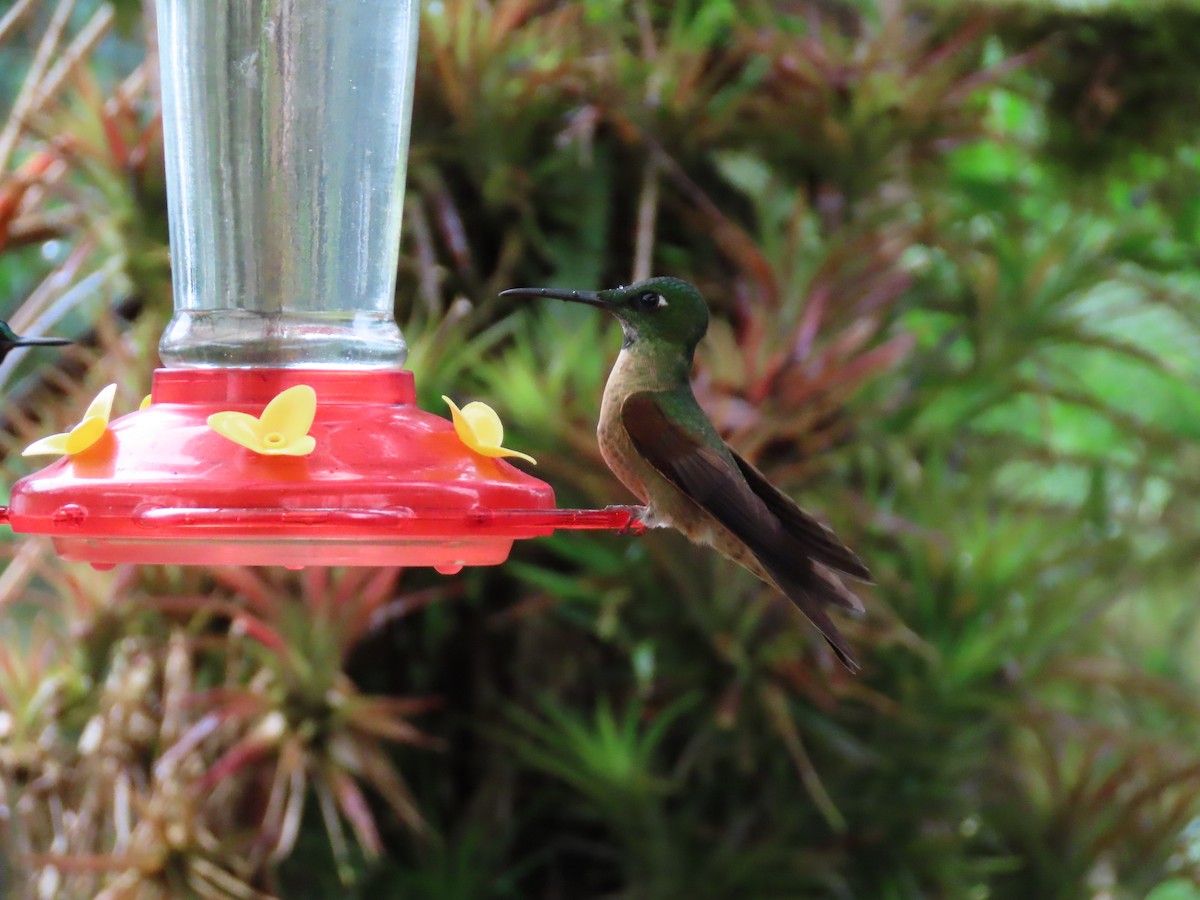 kolibřík hnědobřichý - ML620577188