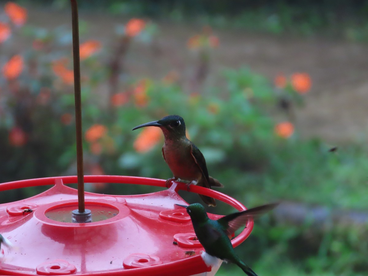 kolibřík hnědobřichý - ML620577189