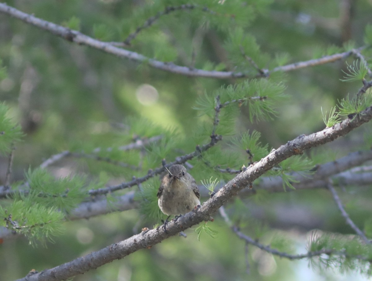 Rufous-backed Redstart - ML620577191