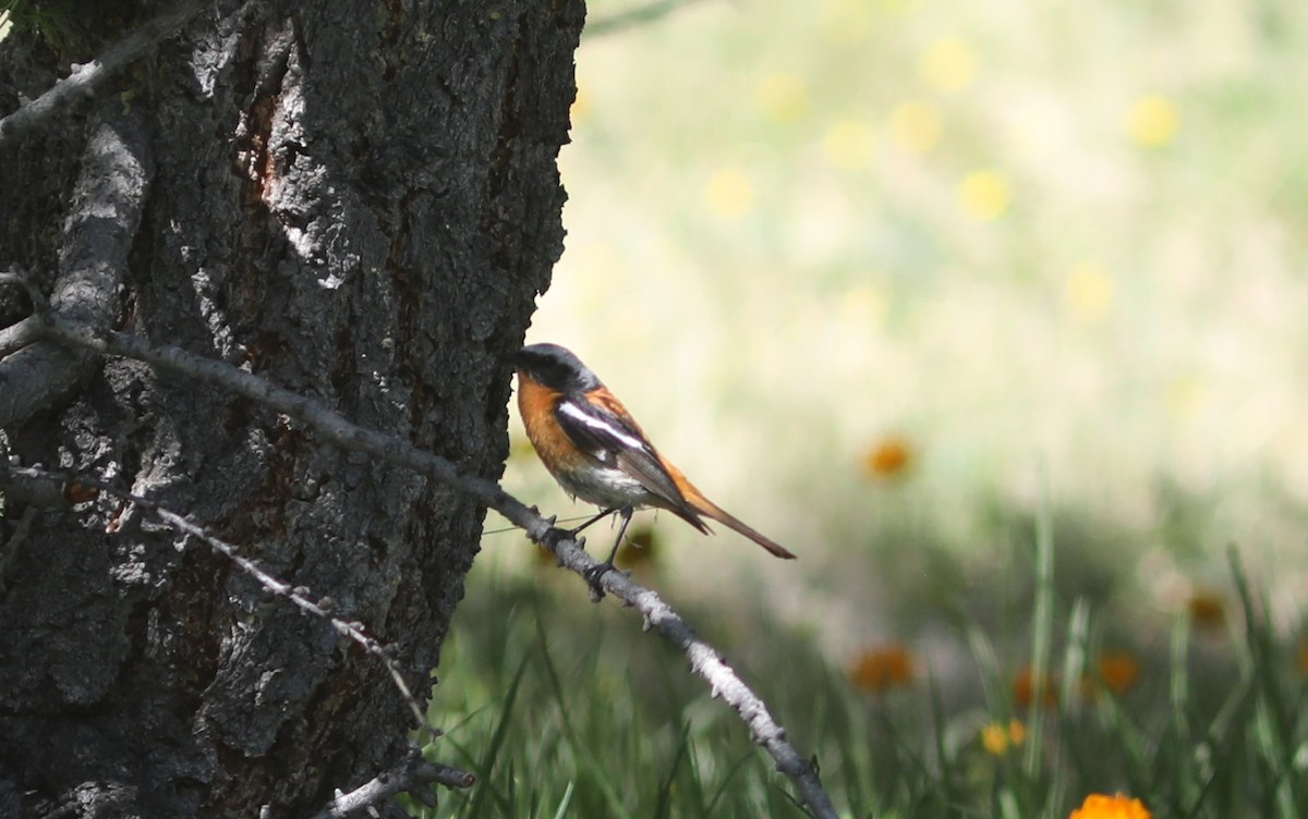 Rufous-backed Redstart - ML620577192