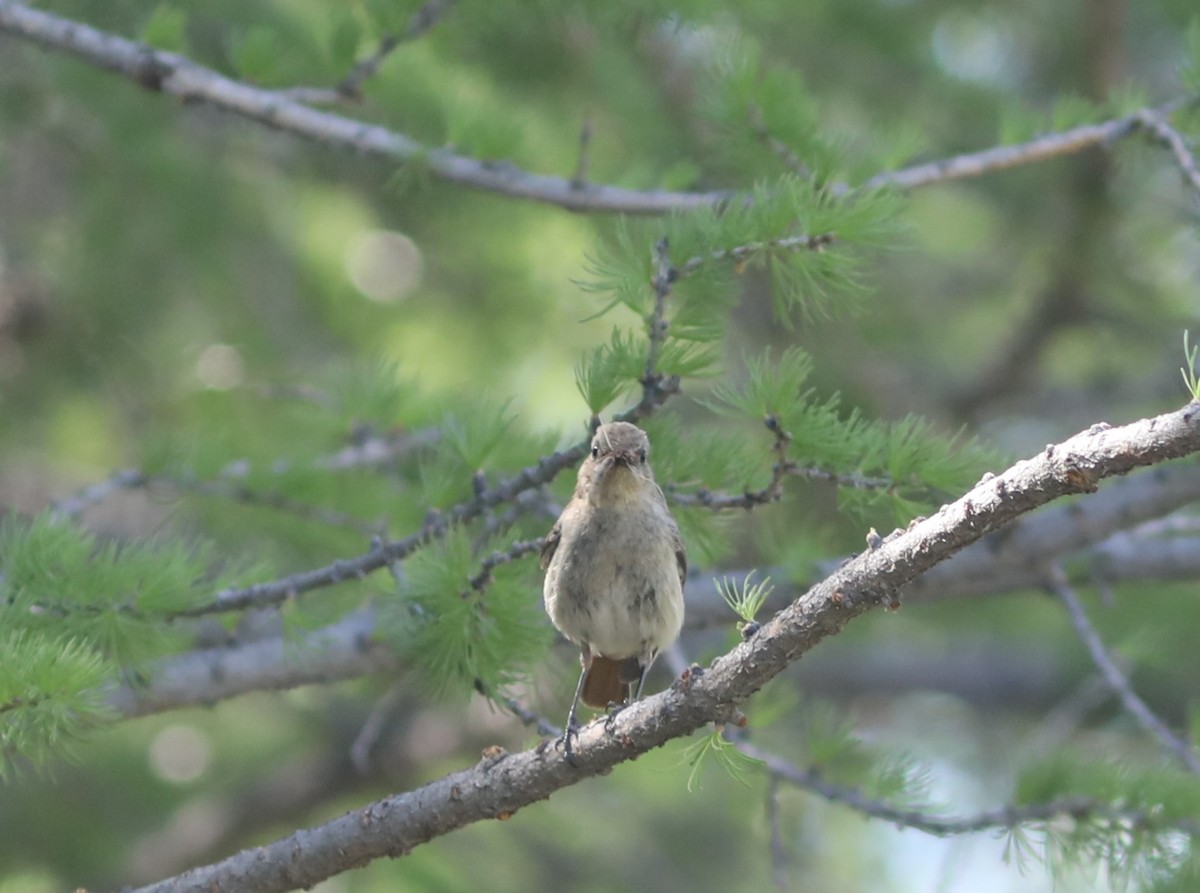 セアカジョウビタキ - ML620577193