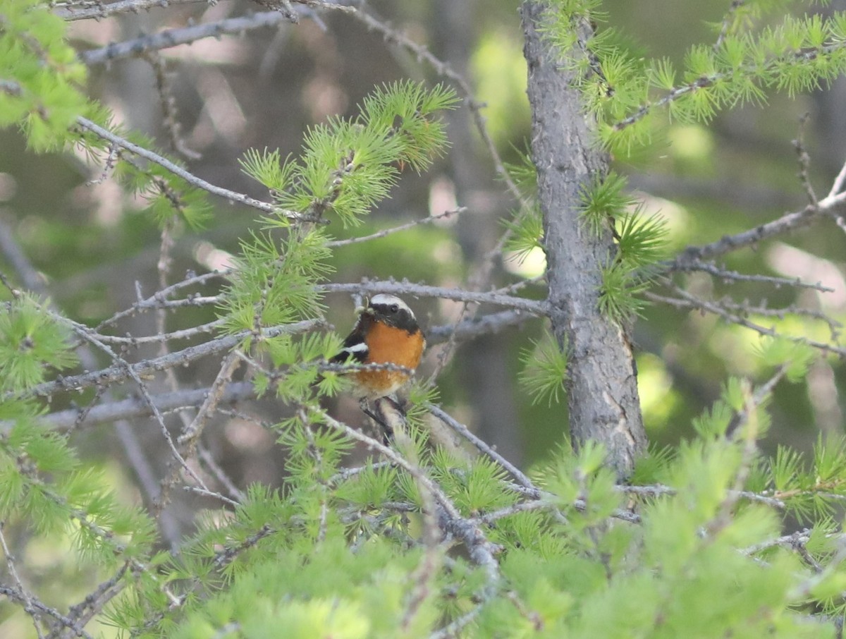 セアカジョウビタキ - ML620577194