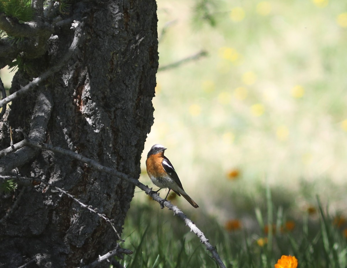 Rufous-backed Redstart - ML620577195