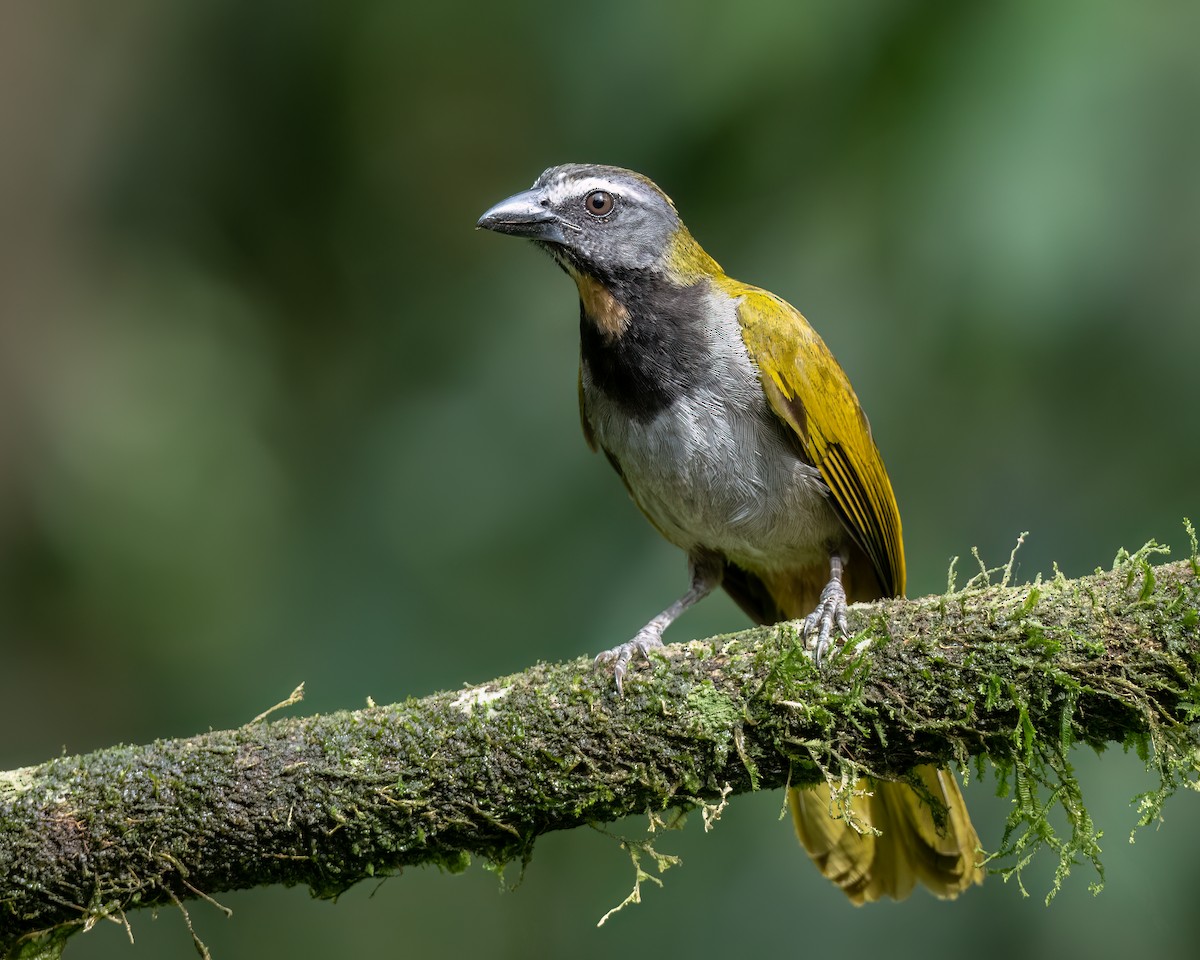 Buff-throated Saltator - ML620577196