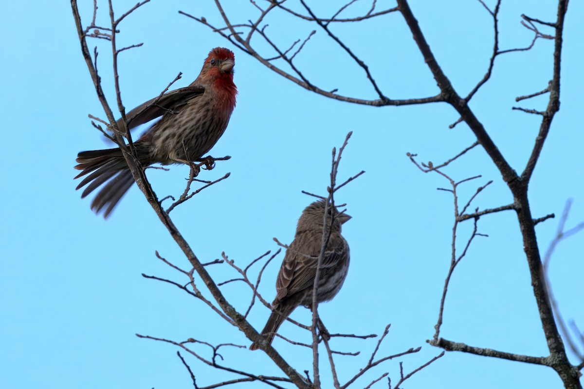 House Finch - ML620577201