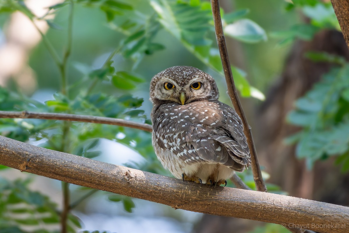 Spotted Owlet - ML620577207