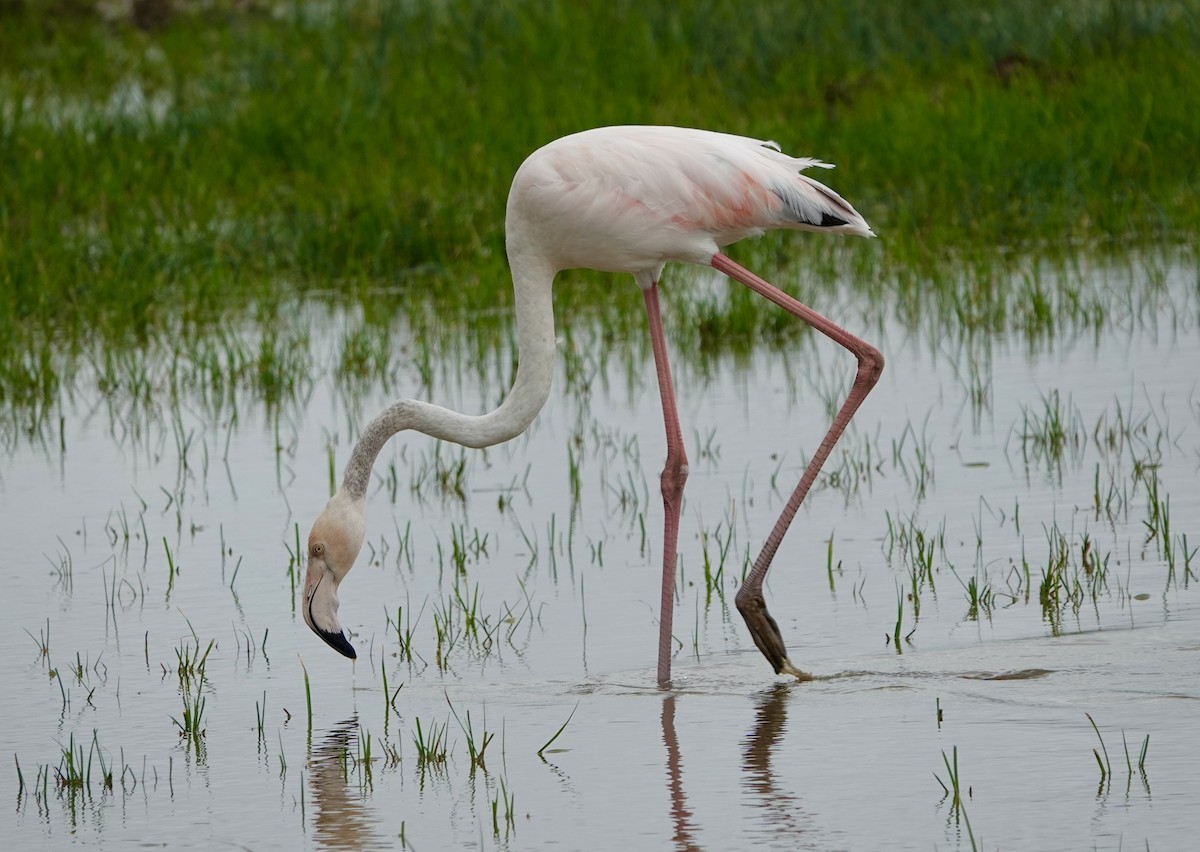 Greater Flamingo - ML620577215